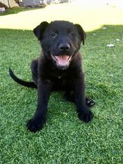 Small American Staffordshire Terrier-Border Collie Mix