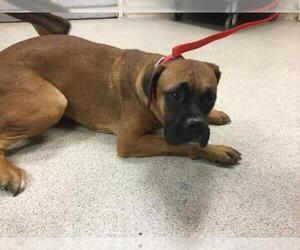 Boxer Dogs for adoption in Riverside, CA, USA