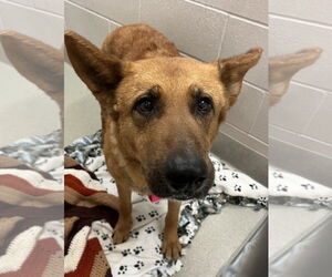 Mutt Dogs for adoption in Petaluma, CA, USA