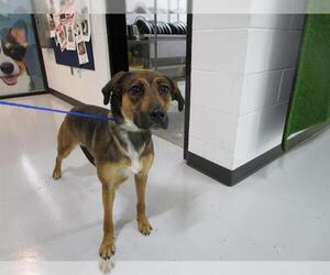 Labrador Retriever-Unknown Mix Dogs for adoption in Temple, TX, USA