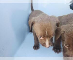 Staffordshire Bull Terrier-Unknown Mix Dogs for adoption in Houston, TX, USA