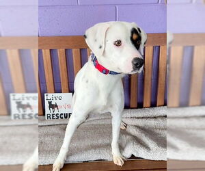 Pointer Aussie Dogs for adoption in Genesee, WI, USA