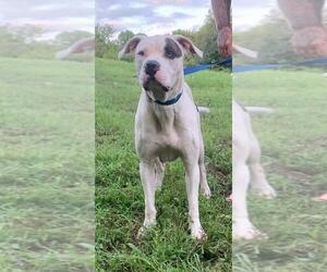 Bullboxer Pit Dogs for adoption in Rutledge, TN, USA