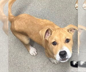 Labrador Retriever-Unknown Mix Dogs for adoption in Sterling, MA, USA