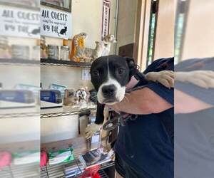 American Pit Bull Terrier-Unknown Mix Dogs for adoption in Wetumpka, AL, USA