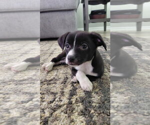 Australian Shepherd-Chihuahua Mix Dogs for adoption in Fort Wayne, IN, USA