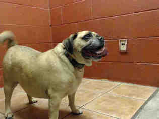 Pug Dogs for adoption in Downey, CA, USA