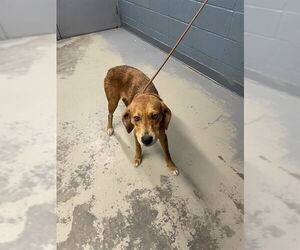 Redbone Coonhound-Unknown Mix Dogs for adoption in Tallahassee, FL, USA