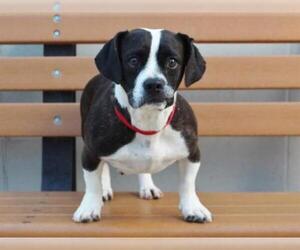 Boglen Terrier Dogs for adoption in Burbank, CA, USA