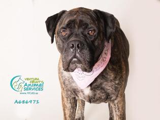 Bullmastiff Dogs for adoption in Camarillo, CA, USA