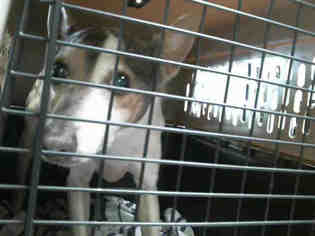 Rat Terrier Dogs for adoption in Charlotte, NC, USA