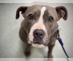 American Staffordshire Terrier-Unknown Mix Dogs for adoption in Tallahassee, FL, USA