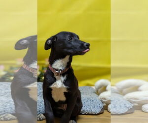 Labrador Retriever-Unknown Mix Dogs for adoption in Franklin, North Carolina, NC, USA