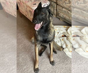 Mutt Dogs for adoption in Woodland, CA, USA