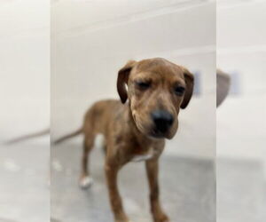 Mutt Dogs for adoption in Louisville, KY, USA