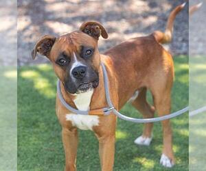 Boxer-Unknown Mix Dogs for adoption in Camarillo, CA, USA