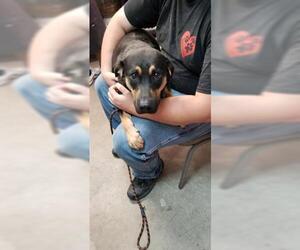 Rottweiler Dogs for adoption in Fort Walton Beach, FL, USA