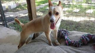 Medium Photo #1 Basenji-Unknown Mix Puppy For Sale in San Antonio, TX, USA