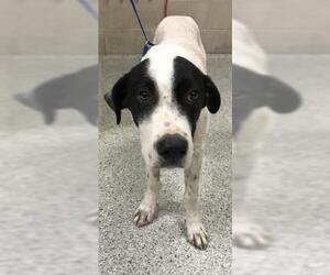 Labrador Retriever-Unknown Mix Dogs for adoption in Conroe, TX, USA