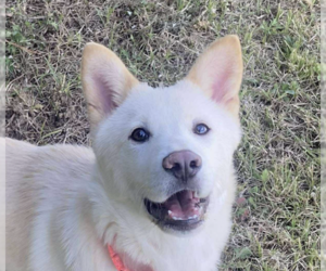 Mutt Dogs for adoption in San Ramon, CA, USA