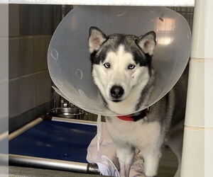 Siberian Husky-Unknown Mix Dogs for adoption in San Antonio, TX, USA