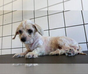 Maltese Dogs for adoption in Downey, CA, USA