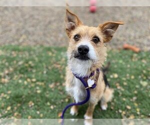 Cairn Terrier Dogs for adoption in Santa Barbara, CA, USA