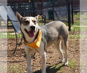 Mutt Dogs for adoption in San Antonio, TX, USA