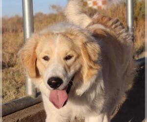 Golden Pyrenees Dogs for adoption in Fallon, NV, USA