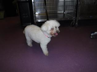 Bichon Frise Dogs for adoption in Long Beach, CA, USA