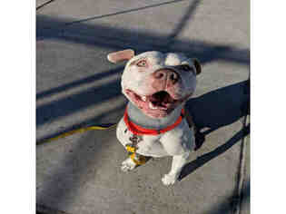 American Bulldog Dogs for adoption in Denver, CO, USA