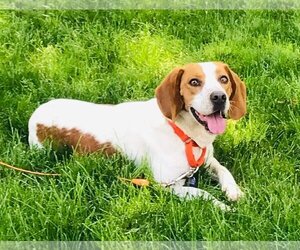 Bagle Hound Dogs for adoption in Livonia, MI, USA