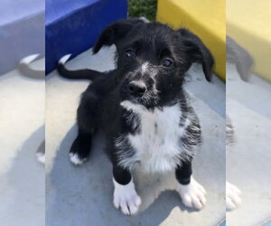 Poodle (Standard)-Unknown Mix Dogs for adoption in Clarkston, MI, USA