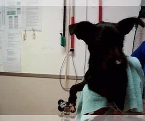 Mutt Dogs for adoption in Martinez, CA, USA