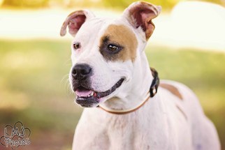 Bullboxer Pit Dogs for adoption in Pryor, OK, USA