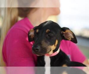 Medium Photo #1 Doberman Pinscher-German Shepherd Dog Mix Puppy For Sale in Von Ormy, TX, USA