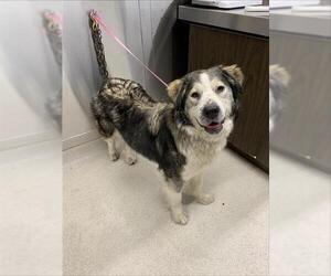 Alaskan Malamute-Unknown Mix Dogs for adoption in Fairbanks, AK, USA