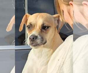 Chihuahua-Unknown Mix Dogs for adoption in Mukwonago, WI, USA