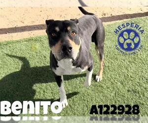 Mastiff-Unknown Mix Dogs for adoption in HESPERIA, CA, USA