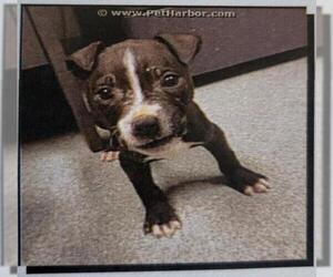 American Pit Bull Terrier Dogs for adoption in Mooresville, NC, USA
