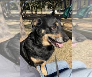 Doxie-Pin Dogs for adoption in League City, TX, USA