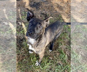 Mutt Dogs for adoption in Evansville, IN, USA