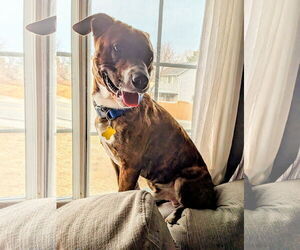 American Pit Bull Terrier-Unknown Mix Dogs for adoption in Sandy, UT, USA