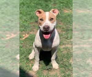 American Pit Bull Terrier-Unknown Mix Dogs for adoption in Riverside, CA, USA