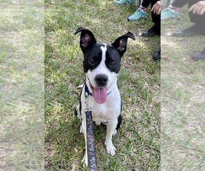 American Pit Bull Terrier-Unknown Mix Dogs for adoption in Sarasota, FL, USA