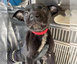 Labrador Retriever-Unknown Mix Dogs for adoption in Camarillo, CA, USA