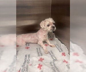 Shih Tzu Dogs for adoption in Houston, TX, USA