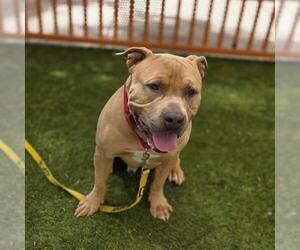 Mutt Dogs for adoption in Las Vegas, NV, USA