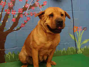 Chinese Shar-Pei Dogs for adoption in Waco, TX, USA