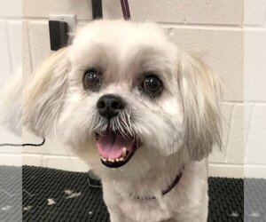 Shih Tzu Dogs for adoption in Fairfax, VA, USA